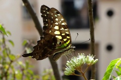Graphium agamemnon