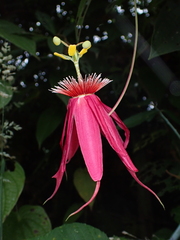Passiflora semiciliosa, photograph Sylvain Eichhorn, CC BY, iNaturalist via GBIF