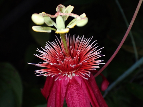 Passiflora semiciliosa, photograph 4