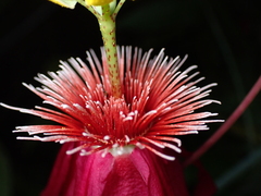 Passiflora semiciliosa, photograph Sylvain Eichhorn, CC BY, iNaturalist via GBIF