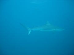 Carcharhinus perezii