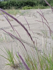 Elymus alaskanus