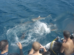 Carcharhinus perezii