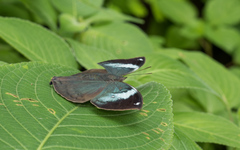 Kallima horsfieldii
