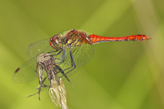 Sympetrum sanguineum