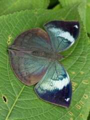Kallima horsfieldii