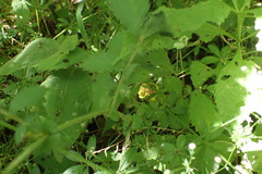 Agrimonia rostellata