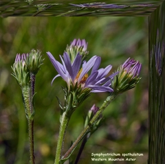 Symphyotrichum spathulatum