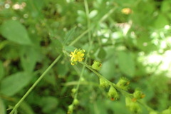 Agrimonia rostellata
