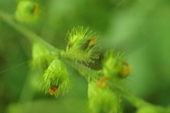 Agrimonia rostellata