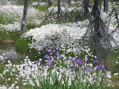 Iris setosa iNat (2)