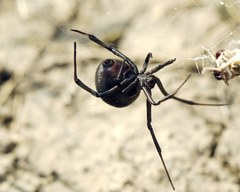 Latrodectus tredecimguttatus