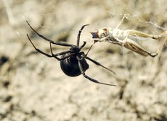 Latrodectus tredecimguttatus