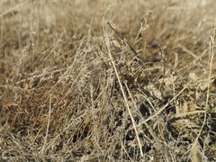 Latrodectus tredecimguttatus