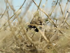 Latrodectus tredecimguttatus