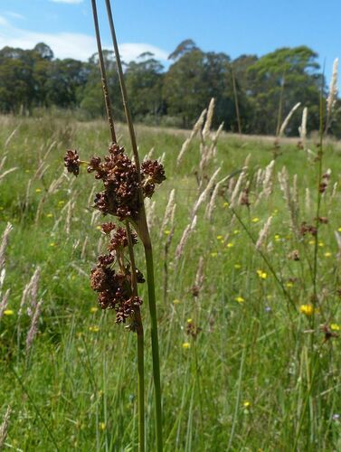 Phaeanthus observed 2025-01-13