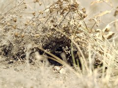 Latrodectus tredecimguttatus