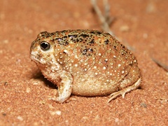 Desert Spadefoot Toad photo 2