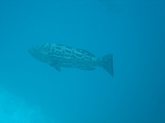 Mycteroperca bonaci