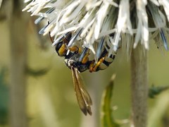 Cerceris tuberculata