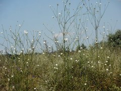 Cephalaria transsylvanica