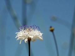 Cephalaria transsylvanica