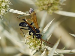 Parabatozonus lacerticida