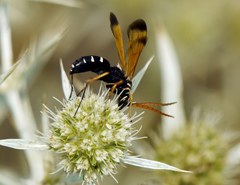 Parabatozonus lacerticida