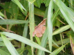 Fascellina chromataria