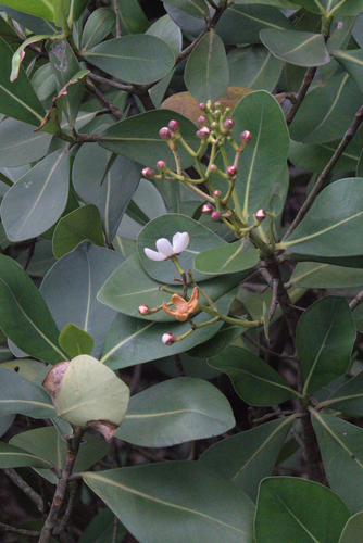 Clusia criuva (Clusia criuva)