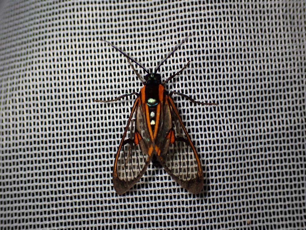 Cosmosoma joavana