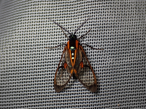 Cosmosoma joavana