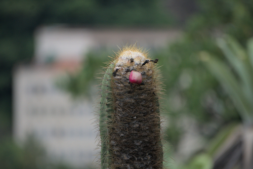Foto de Quipá