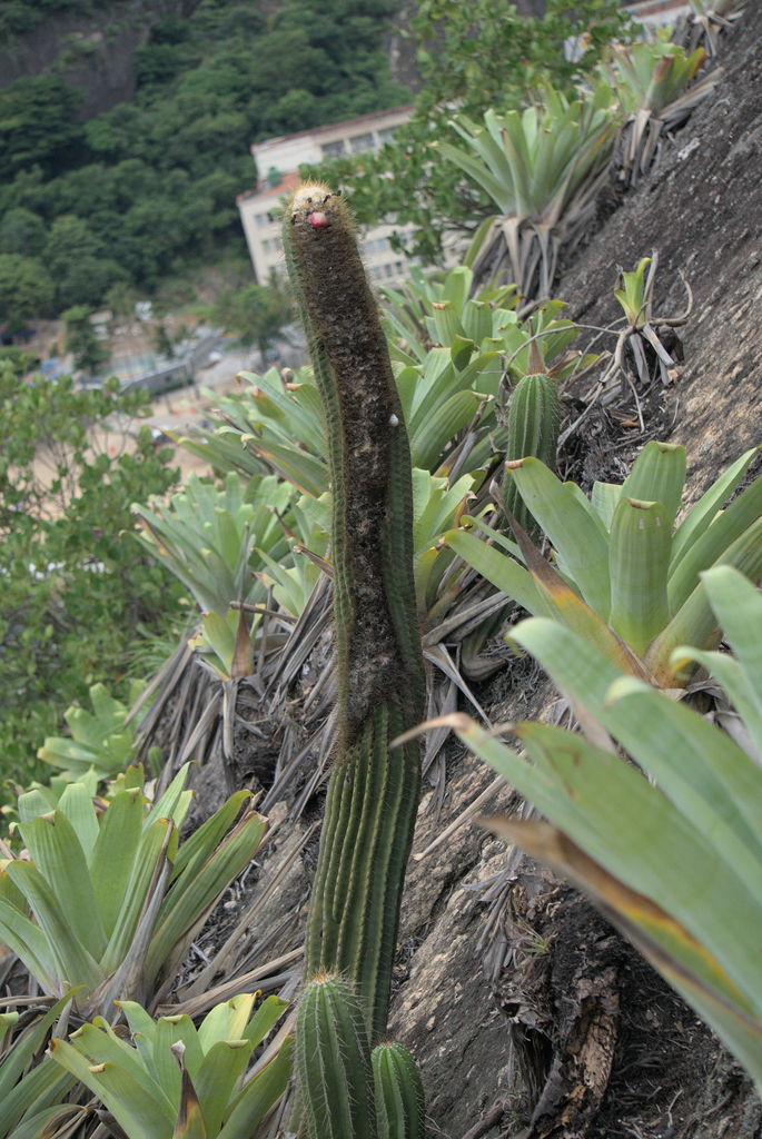 Coleocephalocereus fluminensis 2