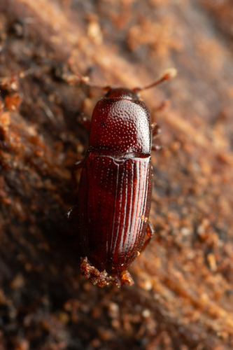 Cerylon unicolor photo 2