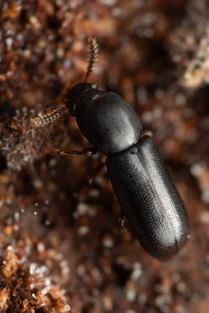 Corticeus opaculus