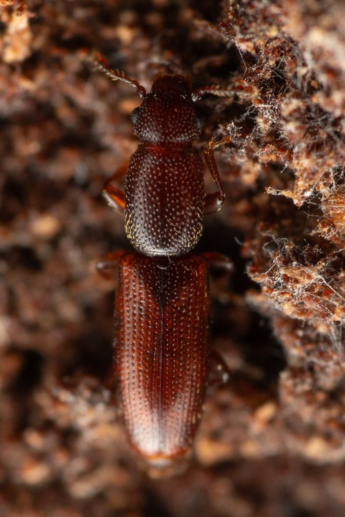 Macreurops longicollis