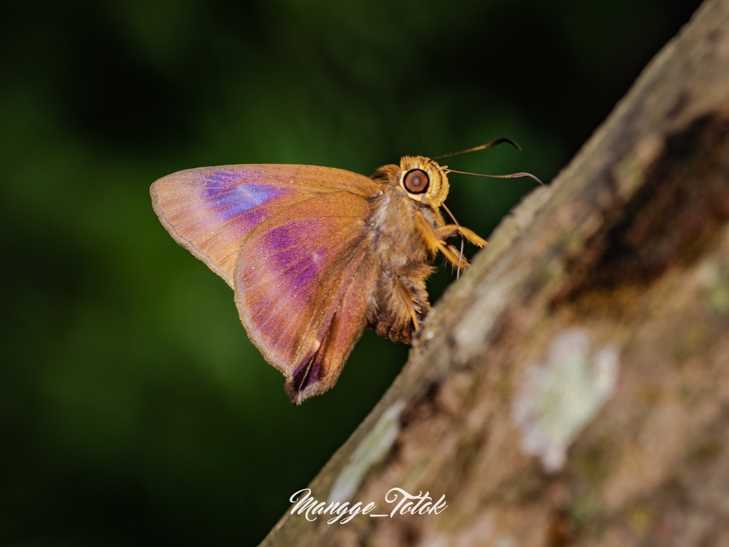 Hasora mixta (Hasora mixta)