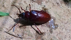Prionus pocularis