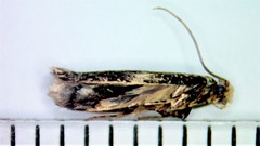 Monopis laevigella