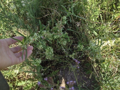 Araujia odorata (Araujia odorata)