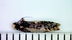 Monopis laevigella