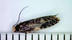 Monopis laevigella