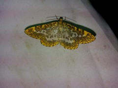 Epobeidia lucifera extranigricans