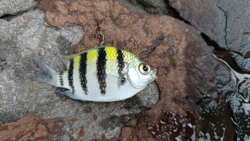 Abudefduf vaigiensis