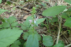 Stachys tenuifolia