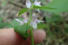 Stachys tenuifolia