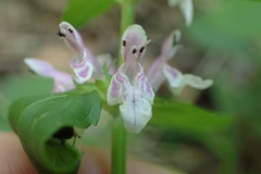 Stachys tenuifolia