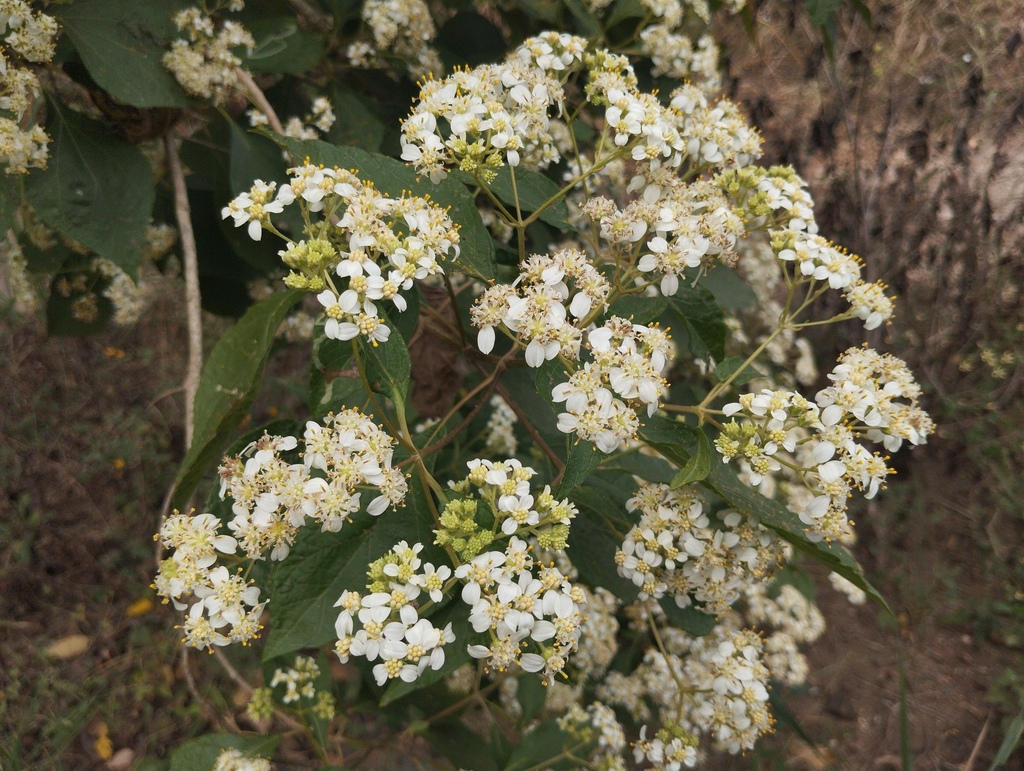 Foto de Cacahuaxochitl