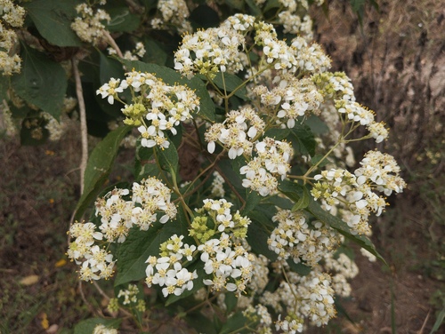 Cacahuaxochitl